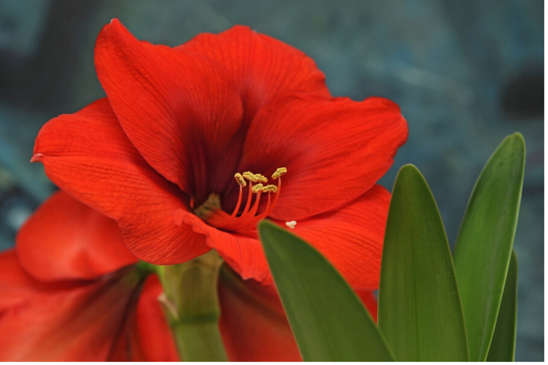 Amaryllis