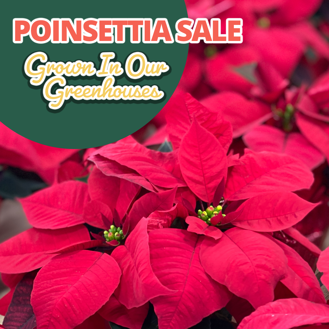 GF24_Pointsettia1